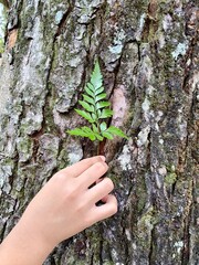 Natural green fern leaf held against rough tree bark, child hand touching textured pine trunk, forest conservation and environmental education concept © Senandung