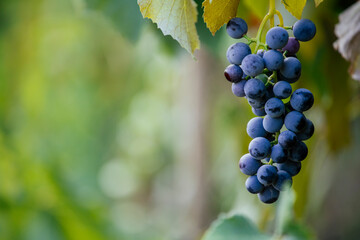 Autumn grapes on vineyard vine © erika8213