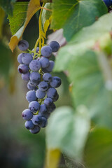 Autumn grapes on vineyard vine © erika8213