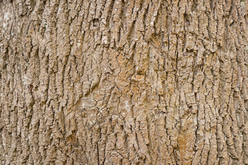 Obraz premium Rough Mature Oak Bark Texture Close Up