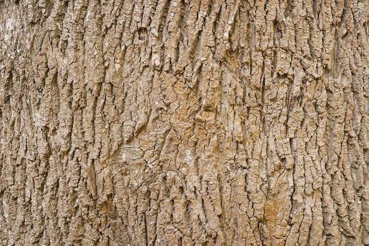 Rough Mature Oak Bark Texture Close Up