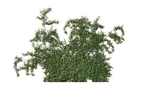 english ivy wall frontal (hedera helix, common ivy, european ivy) isolated PNG on a transparent background premium nature cutout