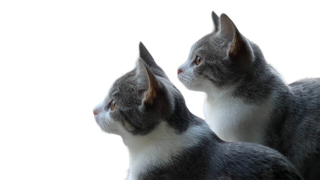two tabby kittens both looking in the same direction Isolated on transparent background&nbsp;