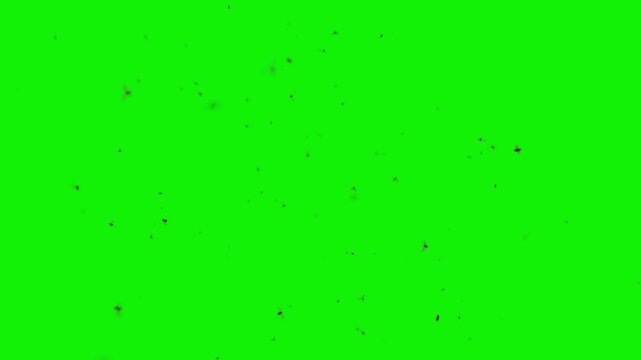 A swarm of insects flies chaotically in space, looped clip - chroma key, easy background isolation