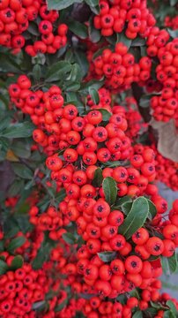Close-up video with camera movement showing dense background filled with vibrant red pyracantha berries clusters on a bush