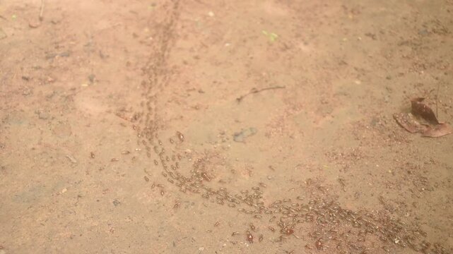black ants walking and running currying egg on sand ground in forest