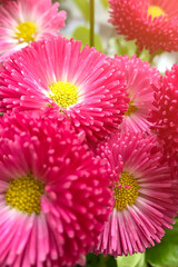 A close-up macro shot of vibrant pink bellis perennis (common daisy) flowers with bright yellow centers, clustered together with green foliage in the background. © tai
