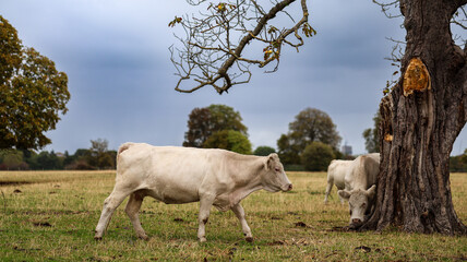 Two white Charolais cows grazing in a green meadow with large oak trees in autumn, rural countryside in England © Aleksey