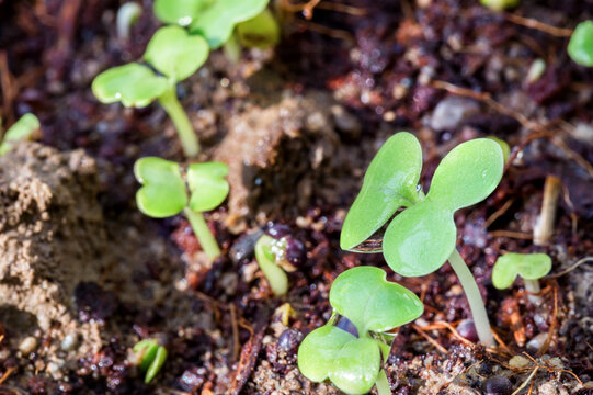 Young green seedlings with cotyledons emerge from moist, organic garden soil, showing early plant growth.