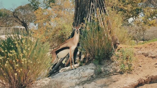 Thomson gazelle standing on rocky terrain in natural dry savanna environment wild animal nature wildlife africa antelope wild animal nature wildlife africa antelope