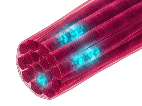 Gene edited muscle fibers showing therapeutic markers in advanced gene editing research
