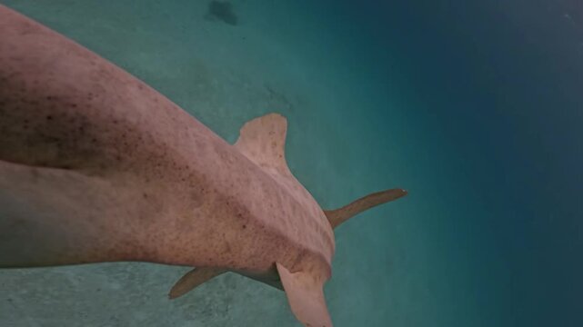Leopard Shark Swimming in Crystal Clear Blue Ocean Water Underwater