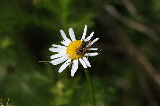 Wasp visiting a delicate Wild Chamomile blossom, Matricaria chamomilla
