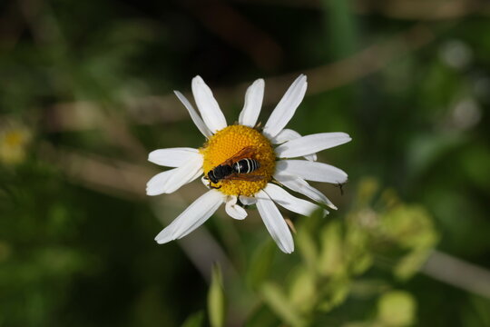 Wasp perched on a white Wild Chamomile flower in natural meadow vegetation, Matricaria chamomilla
