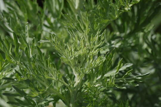 Detailed Wormwood leaves displaying their soft textured surface and muted green color, Artemisia absinthium