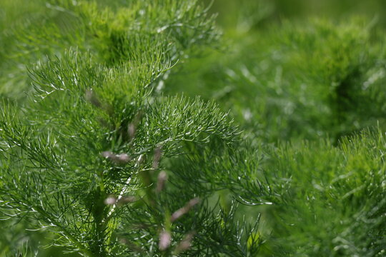 Detailed Wild Chamomile foliage showing finely divided green leaves, Matricaria chamomilla