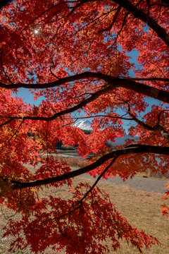 Peaceful autumn view at kawaguchiko lake in japan showing tranquil nature and vibrant foliage that brings serene feeling for viewer