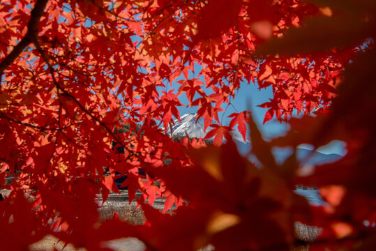 Vibrant red maple leaves frame peaceful autumn view of kawaguchiko lake in japan creating serene and joyful atmosphere for all