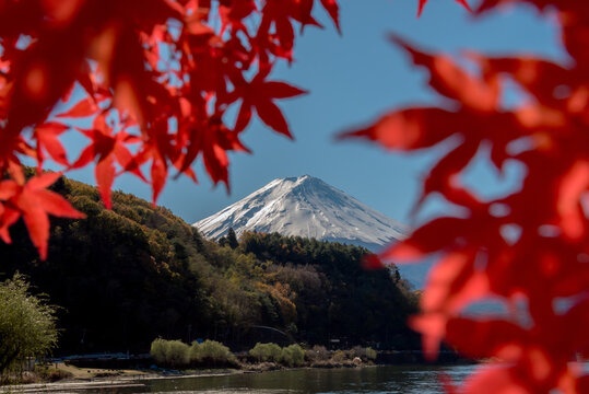 Serene autumn mountain view at Kawaguchiko lake in Japan evokes peaceful wonder as bright red maple leaves frame snow capped peak