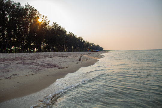Dog relaxing on a sandy shore with casuarina trees and calm shallow waters in Mandapam, Tamil Nadu, India