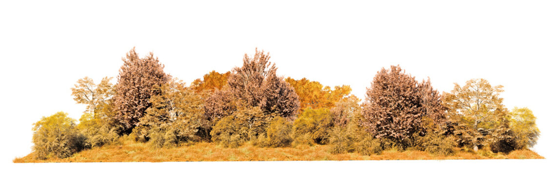 Golden autumn tree line with dry grass isolated on transparent background