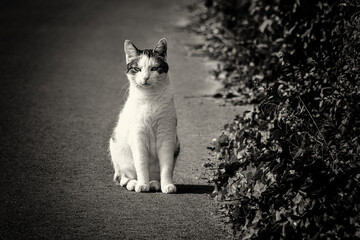 Katzen Begegnung unterwegs. Schwarz Weiß Fotografie. © michaelstephan