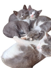 cat and kitten © Olha