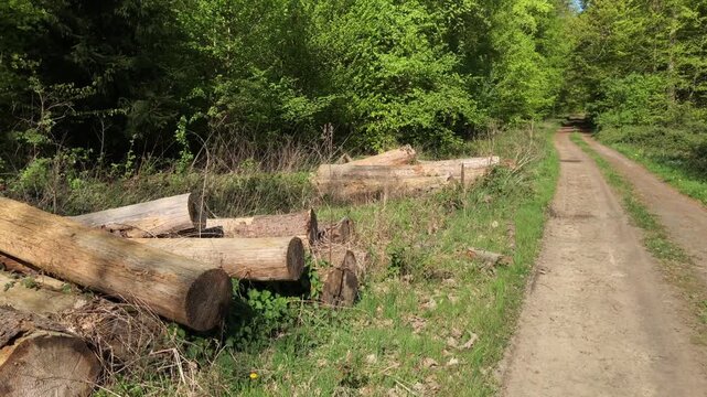 Pile of felled trees in a forest, deforestation logging industry in the woodlands, stack of cut logs overgrown with green plants and leaves, road or trail in Westerwald Germany Europe