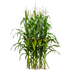 Obraz premium A bunch of fresh green corn plants with cobs isolated on a transparent background isolated on white background