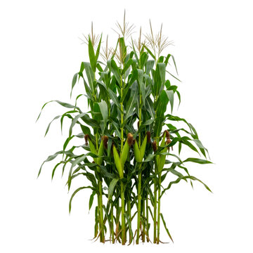 A bunch of fresh green corn plants with cobs isolated on a transparent background isolated on white background