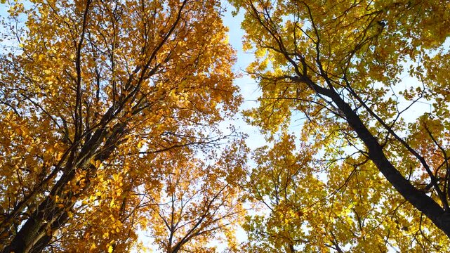 A downward view of the orange autumn crown of trees with leaf fall.