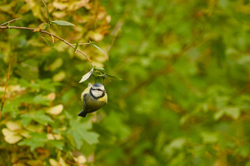 Blue tit hanging upside down from a slender leafy twig © in_colors