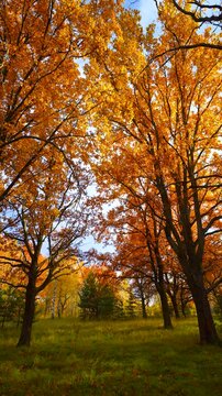 Slender trees with black trunks and branches in a clearing in the autumn forest.