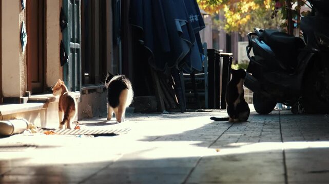 Fluffy black and white stray cat walking along pavement beside playful kitten and resting cat on sunny street