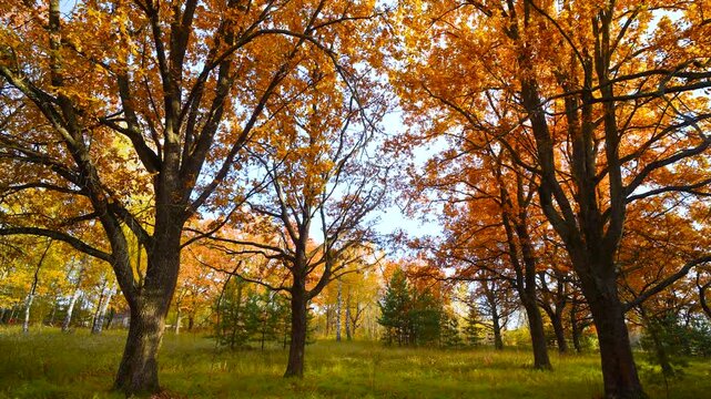 Slender trees with black trunks and branches in a clearing in the autumn forest.