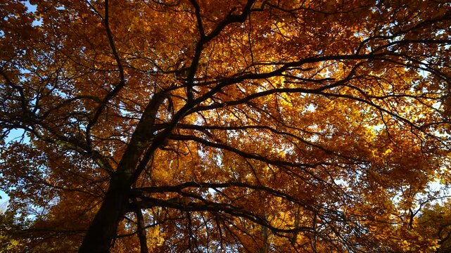 A view from below of an autumn forest: dense orange foliage and black veins on the branches, bright shades and sun rays.