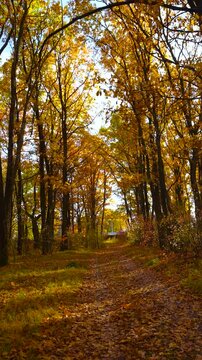 The path, strewn with golden leaves, leads into the autumn forest under a canopy of sunlight.