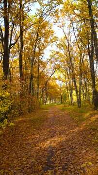 An autumnal alley, strewn with golden leaves and illuminated by the warm sun.