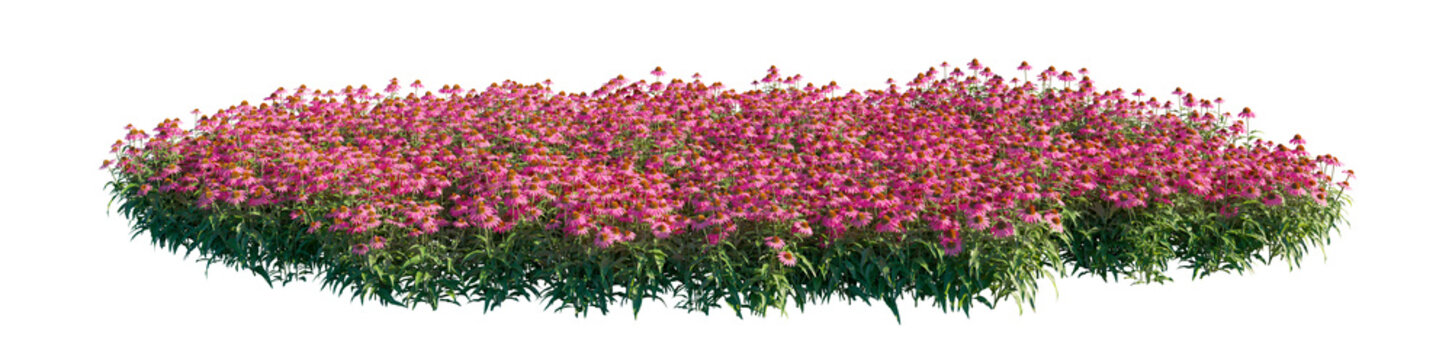 echinacea purpurea (pink flowers) clump (purple coneflower, eastern purple coneflower) isolated png on a transparent background premium nature cutout