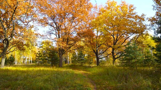 An autumn forest bathed in sunlight: the tree canopies are ablaze with hues of gold and amber, the clear blue sky peeks through the branches, and a quiet forest path winds its way across the grassy cl