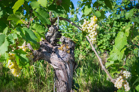 Beautiful Old Chardonnay Vine in a Vineyard