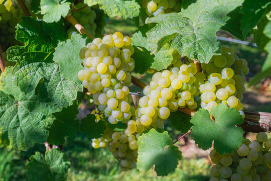 Chardonnay Grapes Ripen on the Vine