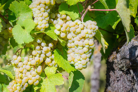 Sun Drentched Chardonnay Grapes on the Vine