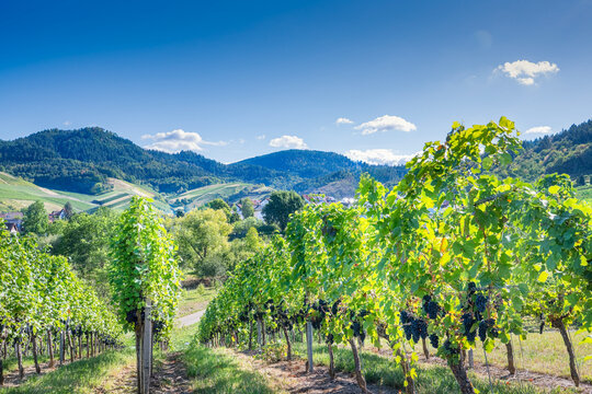 Grapes Growing in a Vineyard in the German Countryside