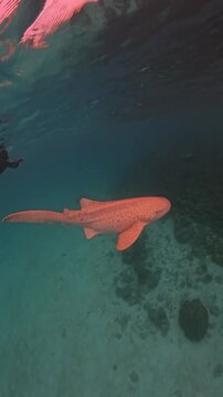 Leopard Shark Swimming in Crystal Clear Blue Ocean Water Underwater