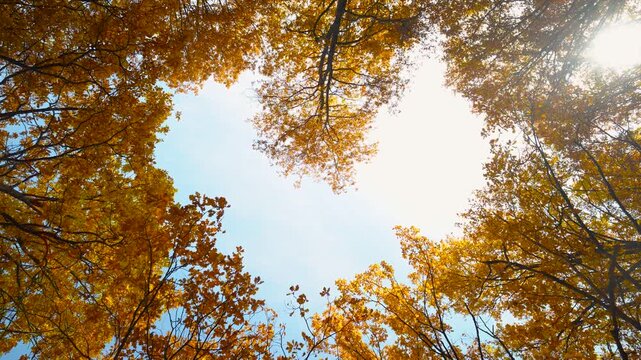 The branches of the trees, stripped of their lower leaves and adorned with bright yellow foliage, form a natural tunnel in the shape of a heart, through which you can see the clouds and the blue sky.