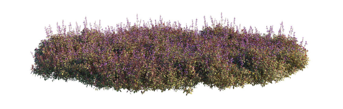 salvia officinalis tricolor clump (tricolor sage, variegated sage, common sage tricolor) isolated PNG on a transparent background premium nature cutout