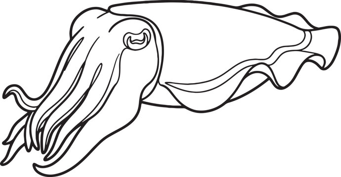 Fascinating minimalist vector outline cuttlefish illustration isolated