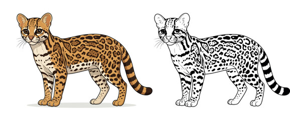 Obraz premium Rare Margay Wild Cat Illustration coloring page
