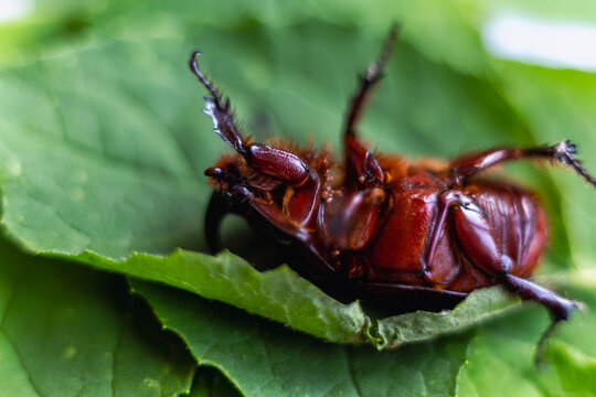 Macro close-up of a reddish-brown beetle lying on its back on a green leaf.